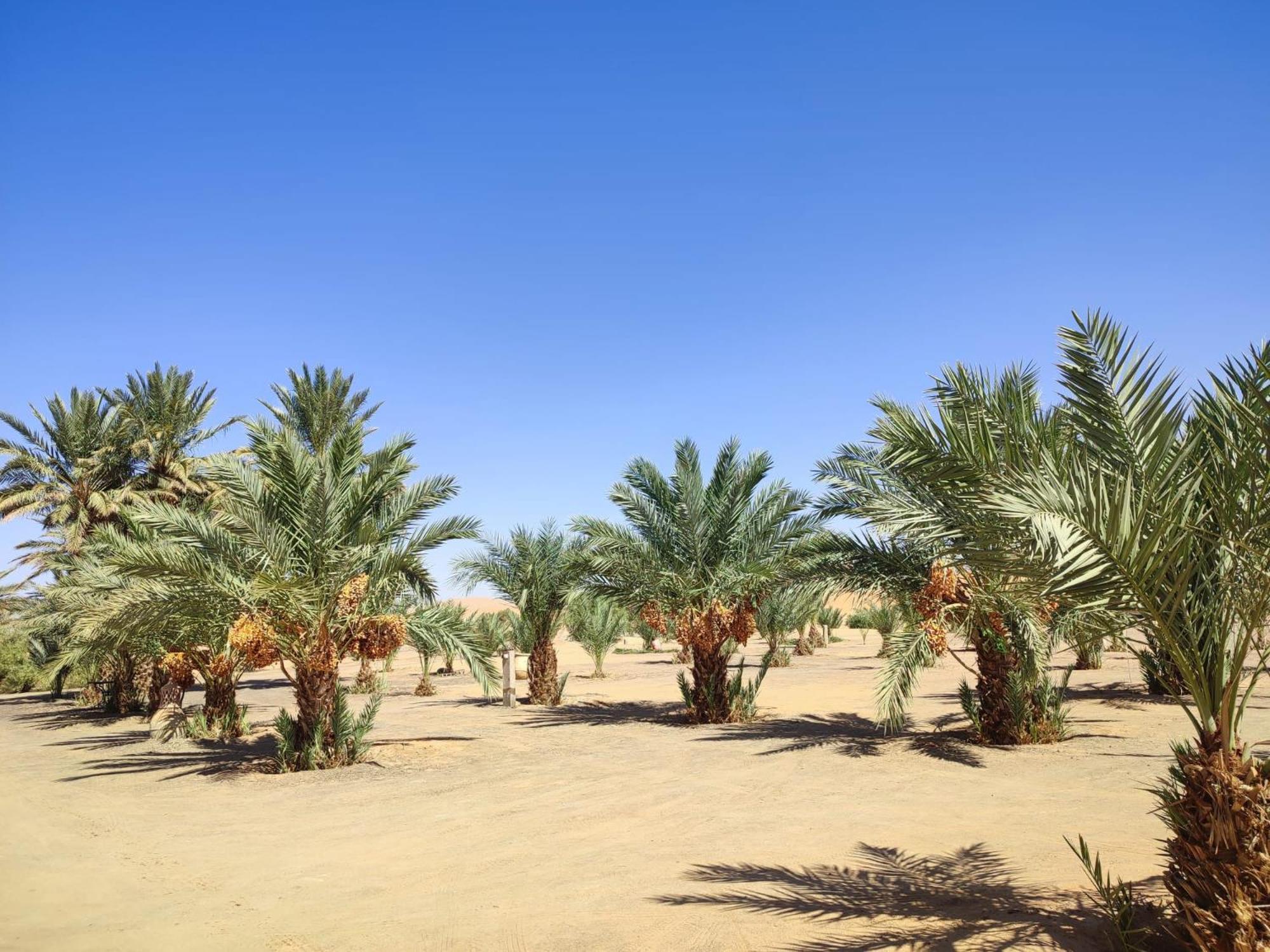 Berber Palace メルズーガ エクステリア 写真