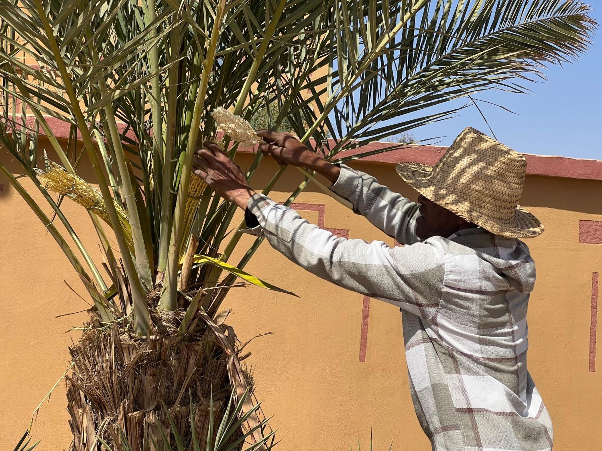 Berber Palace メルズーガ エクステリア 写真
